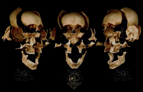 Black Market Online - Human Skull Replicas image