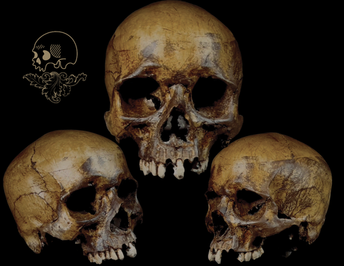 Black Market Online - Human Skull Replicas image