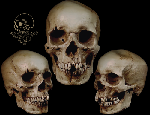Black Market Online - Human Skull Replicas image